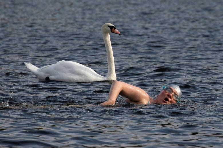 A person swims by a swan in The Serpentine in Hyde Park, London, Britain. REUTERS/Simon Dawson  